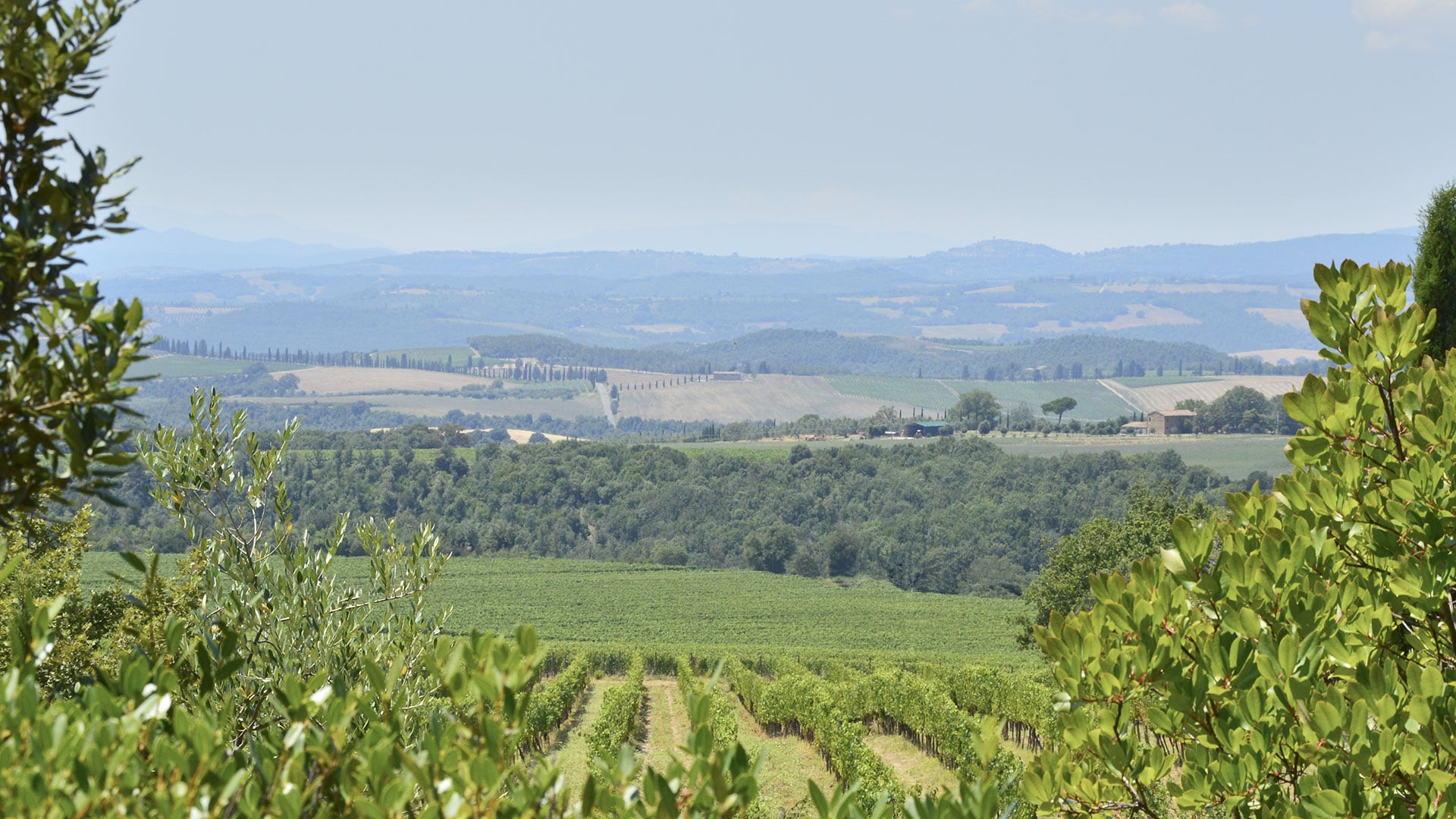 Wine Tours in Podere Brizio